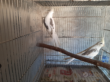 Soggetti mutazione turchese