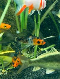 Carpe koi bellissime
