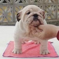 Cuccioli di Bulldog inglese
