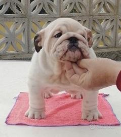 Cuccioli di Bulldog inglese