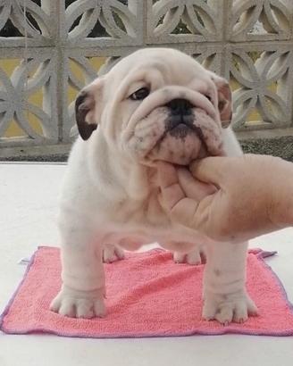Cuccioli di Bulldog inglese