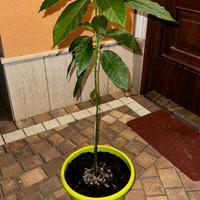 Piante di Avocado