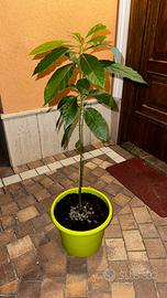 Piante di Avocado