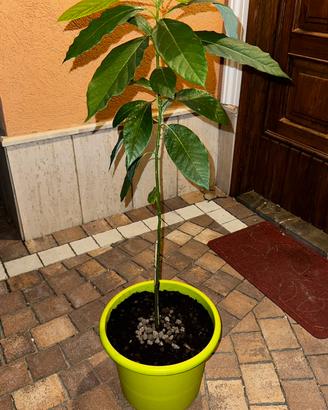 Piante di Avocado