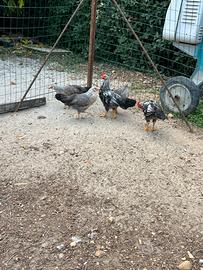 Livornesi collo argento