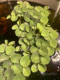 Salvinia Cucullata Pianta Galleggiante Acquario