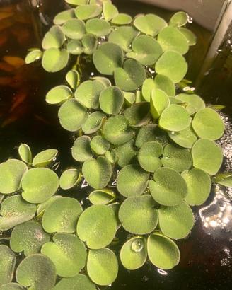 Salvinia Cucullata Pianta Galleggiante Acquario