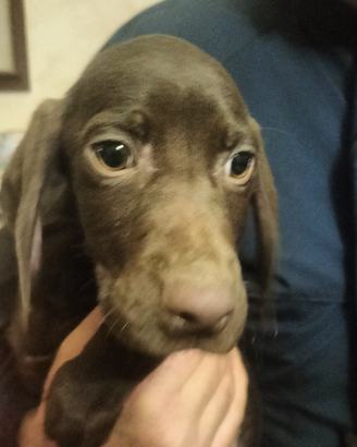 Cane da tartufo