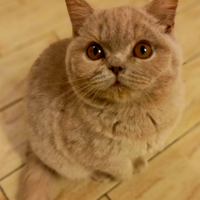 Cuccioli di British Shorthair alta qualità