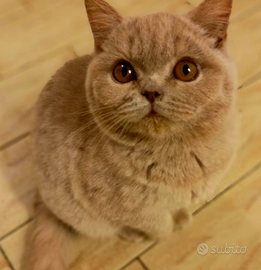 Cuccioli di British Shorthair alta qualità