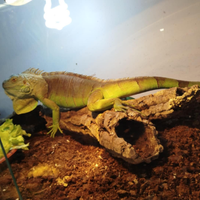 Iguana verde adulta