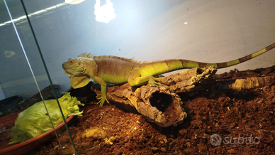 Iguana verde adulta