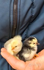 Marans e Cocincine nane