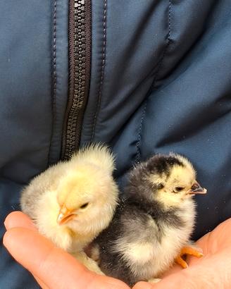 Marans e Cocincine nane