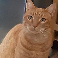 Dolce gatto rosso, cibo pagato per un anno