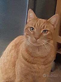 Dolce gatto rosso, cibo pagato per un anno