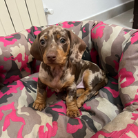 Bassotto arlecchio chcolate e silver