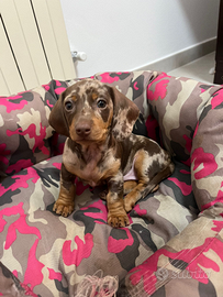 Bassotto arlecchio chcolate e silver