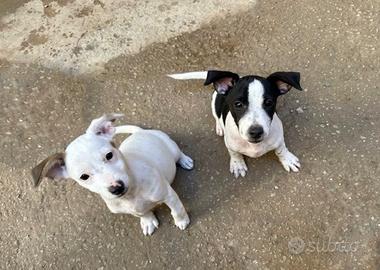 Cuccioli di jack russell