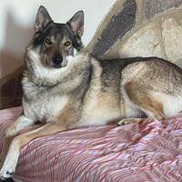 Cane lupo cecoslovacco