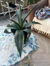 Agave