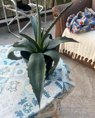 Agave