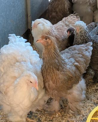 Galline