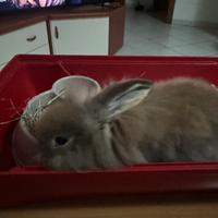 Mini loop coniglio ariete