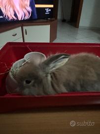 Mini loop coniglio ariete