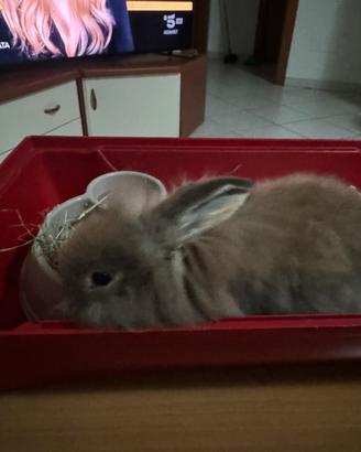 Mini loop coniglio ariete