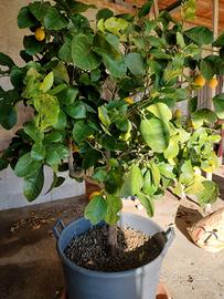 piante di limoni