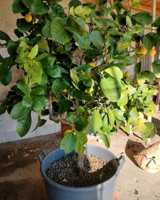 piante di limoni
