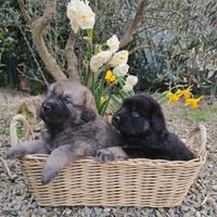 Cuccioli di Pastore della Sila aspettano famiglia