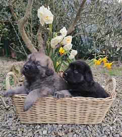 Cuccioli di Pastore della Sila aspettano famiglia