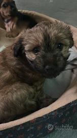 Cuccioli York pincer