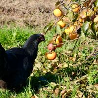 Galline ornamentali Australorp