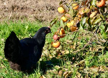 Galline ornamentali Australorp