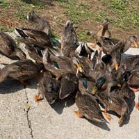 Germani Reali di 10 mesi