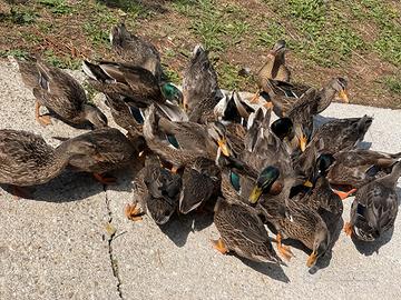 Germani Reali di 10 mesi