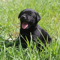 Labrador