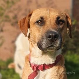 EVA la dolcezza fatta cane