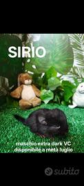 Cuccioli di Cincillà