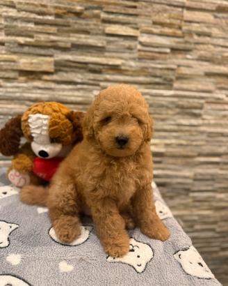 Cucciolo di Barboncino Nano Albicocca Fulvo