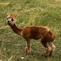 Animali
