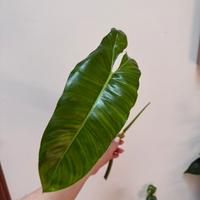 Philodendro paraiso verde