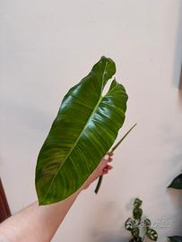 Philodendro paraiso verde