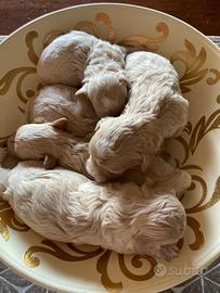 Disponibili Maltipoo toy