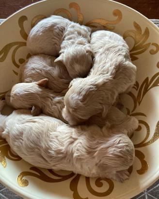 Disponibili Maltipoo toy