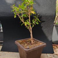 bonsai di melograno 11/25