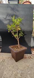bonsai di melograno 11/25